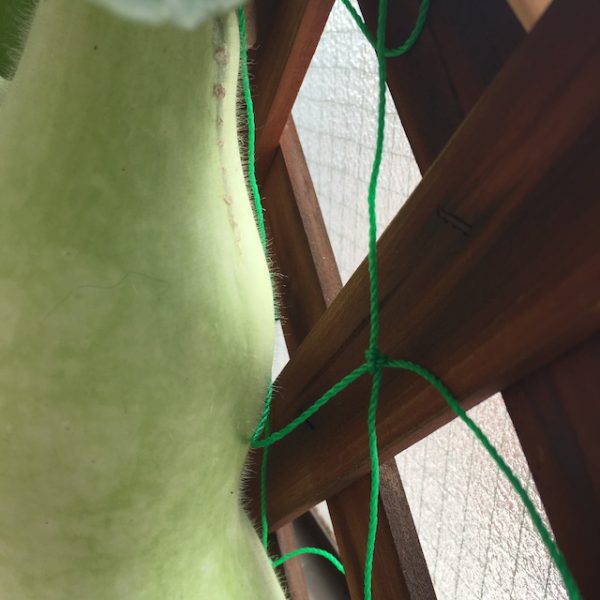 64日目∞ 7月1日 ウェスパシアヌスの危機、その後。 by 丸黄うりほ 花形文化通信