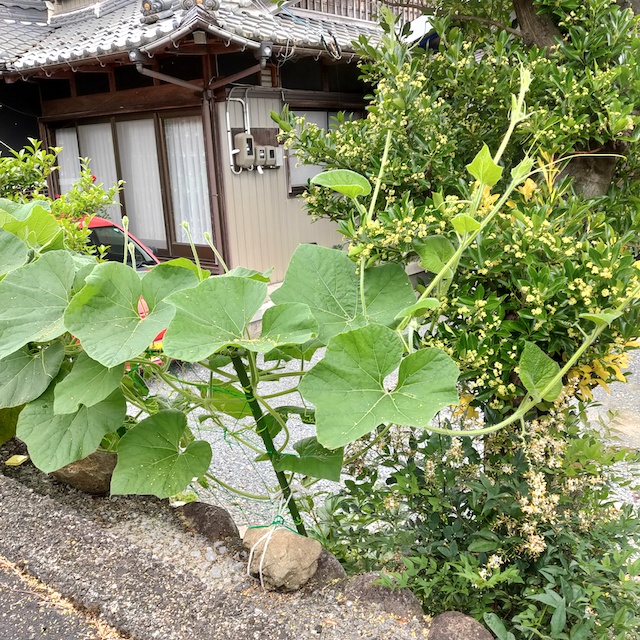 ひょうたんマリー7こです IMG20200703102826.jpg