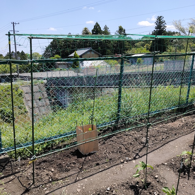 特大で長いひょうたん ヒョウタン 大ひょうたん｜種（タネ）,球根,苗,資材,ガーデニング
