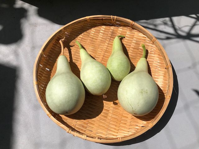 瓢箪 11月21日｜ひょうたん栽培、秋から冬へ by 丸黄うりほ | 花形文化通信