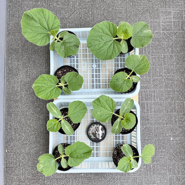 5月14日｜困った…。早くも害虫エカキムシが発生 by 丸黄うりほ | 花形