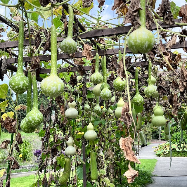 9月10日｜2025年—京都府立植物園ひょうたんの実（後編） by 丸黄うりほ