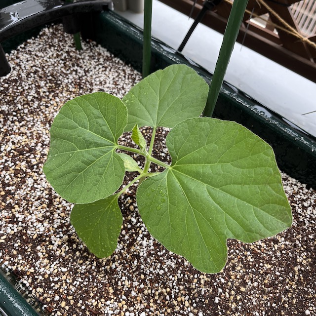 5月13日｜今年の本命「大瓢エース」の定植をしました by 丸黄うりほ